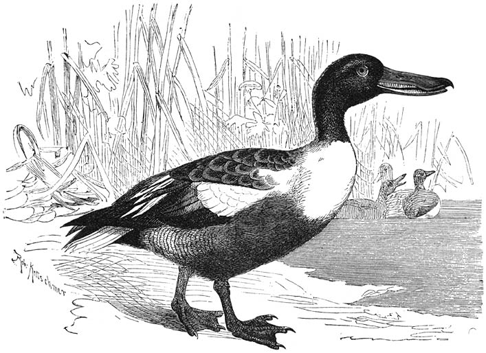 Slobeend (Spatula clypeata). &frac14; v. d. ware grootte.