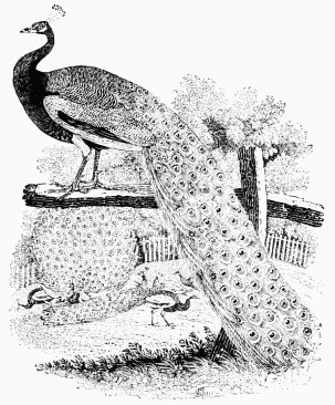 Fig. 61.&mdash;The Peacock. From Bewick’s “British Birds.”