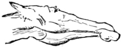 Fig. 4.&mdash;Width of lower jaw in the low-bred.