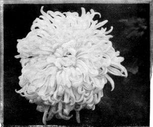 THE BLOOM HERE PHOTOGRAPHED&mdash;"MUTUAL FRIEND"&mdash;WAS TEN
INCHES IN DIAMETER.