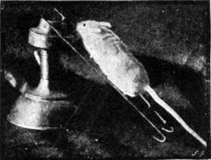 THIS MOUSE IS INVESTIGATING OUR PHOTOGRAPHER'S
FLASH-LIGHT APPARATUS.