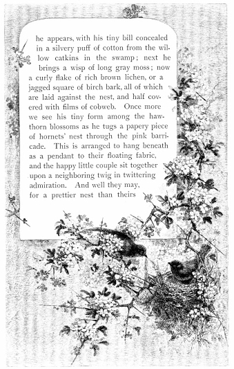 he appears, with his tiny bill concealed in a silvery puff of cotton from the willow
catkins in the swamp; next he brings a wisp of long gray moss; now a
curly flake of rich brown lichen, or a jagged square of birch bark, all
of which are laid against the nest, and half covered with films of
cobweb. Once more we see his tiny form among the hawthorn blossoms as he
tugs a papery piece of hornets’ nest through the pink barricade. This is
arranged to hang beneath as a pendant to their floating fabric, and the
happy little couple sit together upon a neighboring twig in twittering
admiration. And well they may, for a prettier nest than theirs