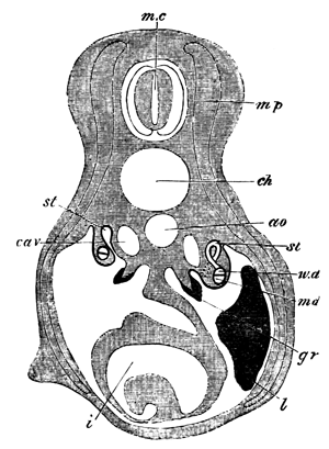Diagrammatic representation of a transverse section of a Scyllium
 Embryo