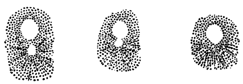 Three successive stages in the coalescence of the male and female
 pronucleus
