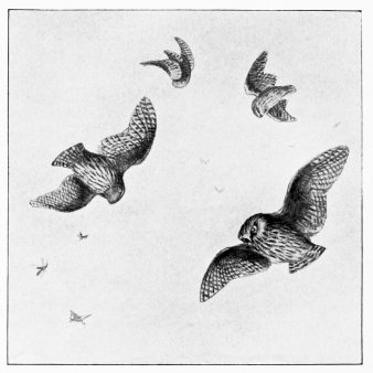 A SUMMER EVENING&mdash;SPARROW-OWLS (Athene noctua) AND
MOTHS