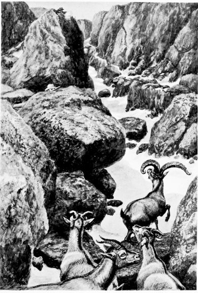 “At the Apex off All the Spains.”

(IBEX ON THE PLAZA DE ALMANZÓR.)