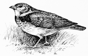 CALANDRA LARK

A large and handsome species characteristic of the corn-lands.