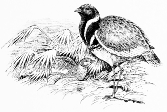 LITTLE BUSTARD

Summer plumage.