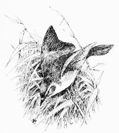 SAVI’S WARBLER (Sylcia savii)

A spring-migrant, common but very local. Has eggs by mid-April.