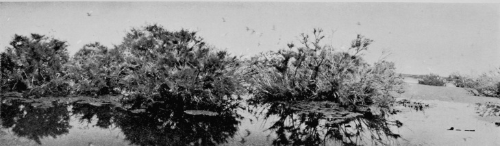 Egret-Heronry at Santolalla, Coto Doñana.

(THE FOREGROUND IS SAND.)

FROM PHOTOGRAPHS BY H. R. H. PHILIPPE, DUKE OF ORLEANS.