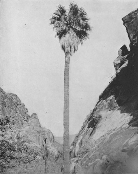 SENTINEL PALM
A welcome sight to the desert traveler, for it marks an oasis hidden
in the ca�on