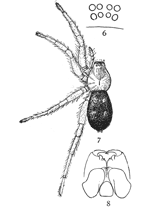 Figs. 6, 7, 8. Pythonissa
imbecilla.&mdash;7,
female enlarged four
times. 6, the eyes
seen from in front.
8, the maxill&aelig;, labium,
and ends of
mandibles from below.