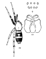 Figs. 9, 10, 11. P&oelig;cilochroa
variegata.&mdash;11,
female enlarged
four times.
9, eyes from in front.
10, maxill&aelig;, labium,
and ends of mandibles
from below.