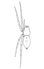 Fig. 19. Drassus saccatus.&mdash;Female
enlarged three
times. For eyes and
mouth parts see figs. 1
and 2 in Introduction.