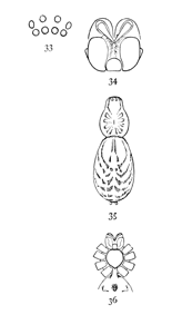 Figs. 33, 34, 35, 36.
Agr&oelig;ca pratensis.&mdash;33,
eyes from in front. 34,
maxill&aelig;, labium, and
ends of mandibles. 35,
back of female enlarged
four times. 36,
under side of female
as far back as the
epigynum.