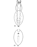 Figs. 44, 45. Anyph&aelig;na rubra.&mdash;44, female without the legs, enlarged four times.
45, under side of abdomen, showing position of air-tubes.