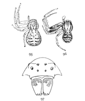 Figs. 95, 96, 97. Xysticus triguttatus.&mdash;95,
female. 96, male. Both enlarged four times. 97, front of head
much enlarged to show eyes and mandibles.