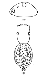 Figs. 130, 131. Neon nellii.&mdash;131, female
enlarged sixteen times. 130, side of
cephalothorax, showing position of eyes.