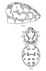 Figs. 312, 313.
Scytodes
thoracica.
