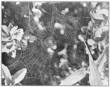 Fig. 413. Web of Epeira gibberosa, showing the round center of the inner spiral, the
great number of rays, and the closeness of the spirals. Torn in several places
by use. Half the real size.
