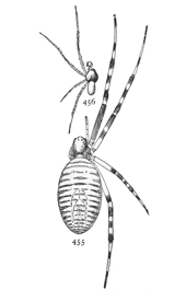 Figs. 455, 456. Argiope
trans-
versa.
455,
female.
456,
male.