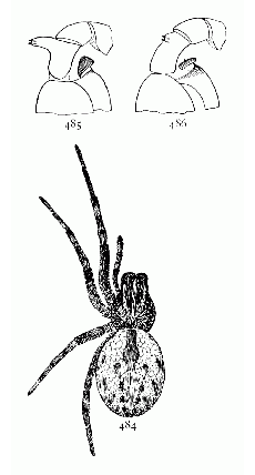 Figs. 484, 485, 486. Dictyna
volucripes.&mdash;484,
female enlarged eight
times. 485, tibia of male
palpus of Dictyna volucripes.
486, tibia of
male palpus of Dictyna
muraria.