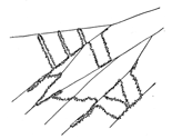 Fig. 491. Fresh part of the web
of Amaurobius sylvestris.