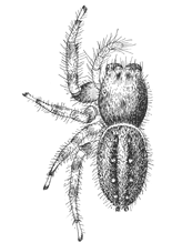 Fig. 133. Phidippus multiformis.&mdash;Female
enlarged six times.