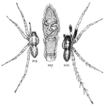 Figs. 205, 206, 207. Pardosa
albopatella.&mdash;205,
female. 206, male. Both
enlarged four times. 207,
end of palpus of male.
