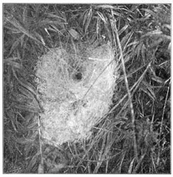 Fig. 221. Web of Agalena n&aelig;via in long grass,
seen from above. One-third the real size.