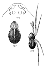 Figs. 277, 278, 279. Steatoda
borealis.&mdash;277, female.
278, male. Both enlarged
four times. 279, eyes.