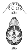 Figs. 280, 281. Steatoda
guttata.