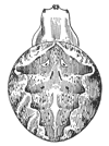 Fig. 391. Epeira cinerea.&mdash;
Back of female
enlarged
twice.