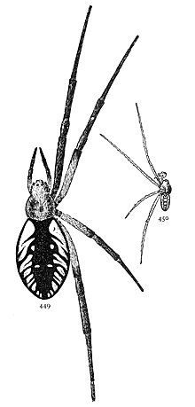 Figs. 449, 450. Argiope
riparia.&mdash;449,
female. 450, male.