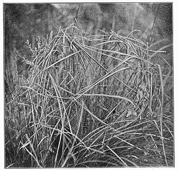 Fig. 457. Web of Argiope transversa in an opening among marsh grass, covered
above by wilted ends of grass leaves.
