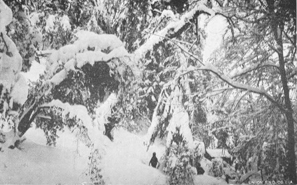 WINTER AT MOUNT LOWE SPRINGS. Thirty Minutes from
Perpetual Flowers at Echo Mountain House.