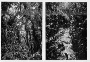 Fig. 13&mdash;Composition of tropical vegetation in the rain
forest above Pongo de Mainique, elevation 2,500 feet (760 m.). Scores of
species occur within the limits of a single photograph.