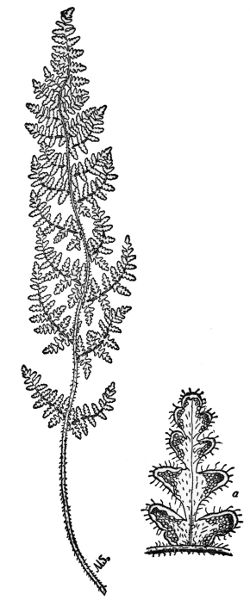PLATE XIII
HAIRY LIP FERN a  A fruiting pinnule