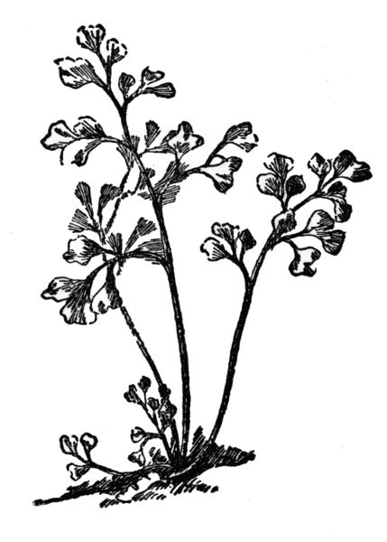 PLATE XVII
RUE SPLEENWORT