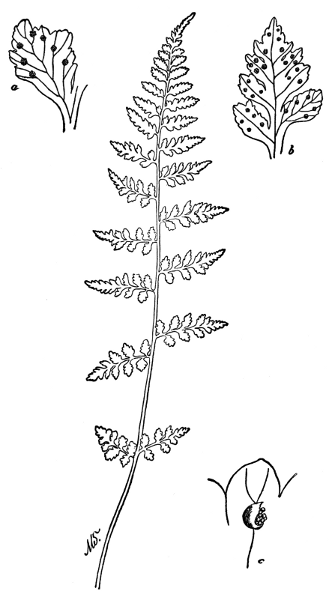 PLATE XXXVIII
FRAGILE BLADDER FERN
