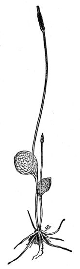 PLATE VII
ADDER'S TONGUE