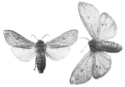 Fig. 344. Isabella tiger moths, male and female. The red
and black woolly-bear is the larva or caterpillar of this
moth. The smaller moth is the male.