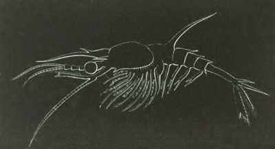 Pen�us larva in the Mysis stage