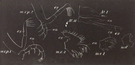 The Appendages of a Crab Zo�a