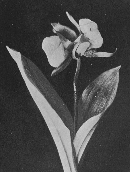 Fig. 3.&mdash;A Twin-Flowered Cypripedium
Acaule (Ait.).