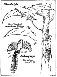 Archæopteryx

(the earliest known bird)