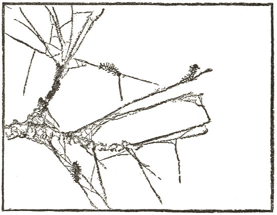 They are busy doing this
  for an hour or two every evening.