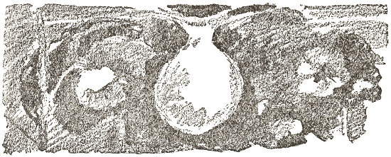 The silk bag, the nest,
  in which the Banded Spider houses her eggs