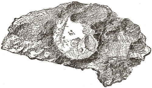 clinging to the lower surface
  of the stone which we have lifted, a queer-looking thing