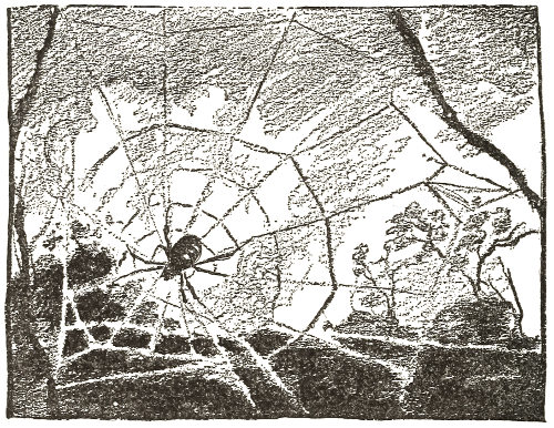 the finished web,
  so neat and regular in appearance